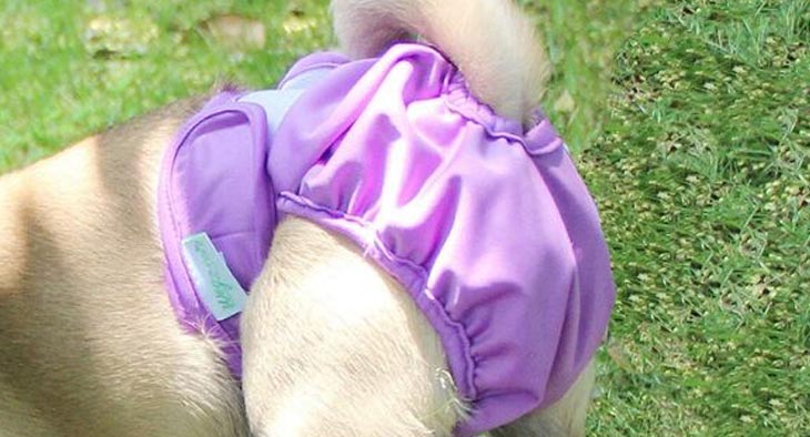 Quali sono i vantaggi dei pannolini per cani lavabili?